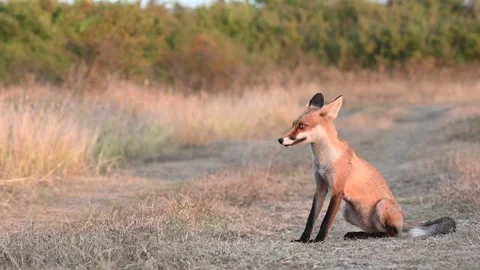 Red fox Vulpes vulpes. In the wilds 스톡 동영상 250486481