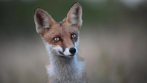 Red fox Vulpes vulpes. In the wilds. Slow motion 스톡 동영상 251524734