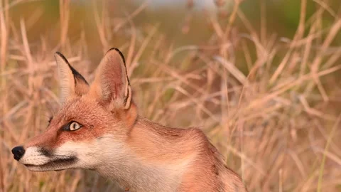 Red fox Vulpes vulpes. In the wilds. Slow motion Stock-Footage 252043341