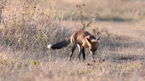 Red fox Vulpes vulpes. In the wilds Stock-Footage 252043424