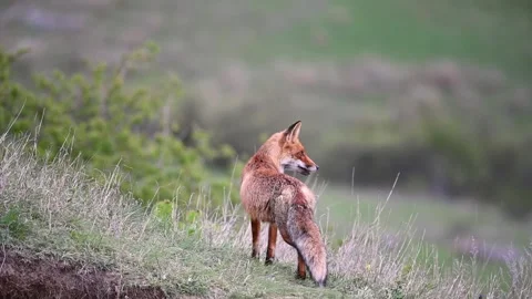 Red fox Vulpes vulpes. In the wilds 스톡 동영상 252043933