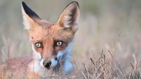 Red fox Vulpes vulpes. In the wilds. Slow motion Stock-Footage 252536601