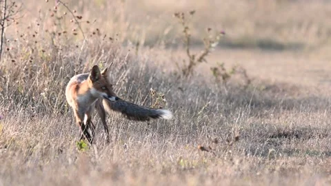 Red fox Vulpes vulpes. In the wilds 스톡 동영상 252536714