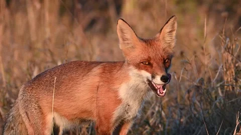Red fox Vulpes vulpes. In the wilds Stock Footage 252536801