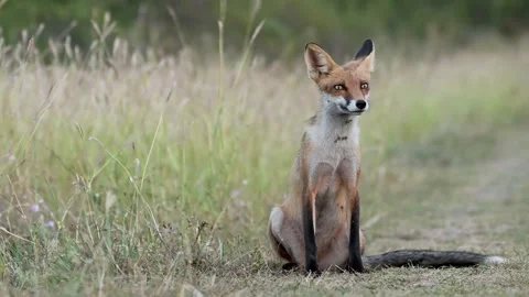 Red fox Vulpes vulpes. In the wilds Stock-Footage 252539087