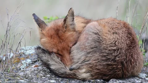 Red fox Vulpes vulpes. In the wilds Stock-Footage 254365779