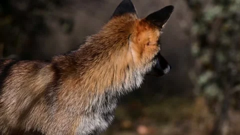 Red fox Vulpes vulpes. In the wilds Stock-Footage 254365781
