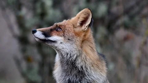 Red fox Vulpes vulpes. In the wilds Video stock 254977867