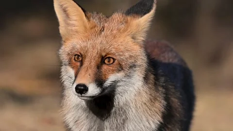 Red fox Vulpes vulpes. In the wilds Stock-Footage 255521605