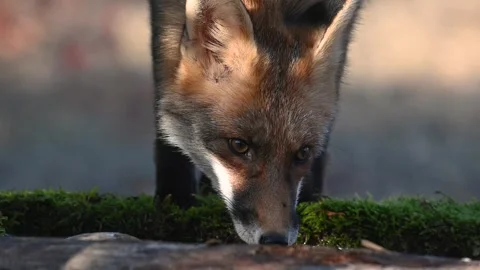 Red fox Vulpes vulpes. In the wilds Stock-Footage 279645943