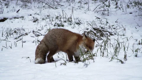 The Red fox, vulpes vulpes, in winter digs the snow and catches the mouse. Zoo. Video stock 194033466