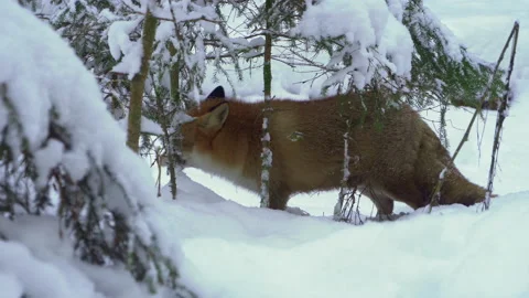 The Red fox vulpes vulpes in winter. Fox hunts in winter The fox eats the game. Stock Footage 233593972