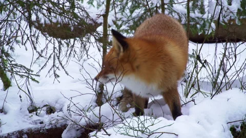 The Red fox vulpes vulpes in winter. Fox hunts in winter. Stock Footage 239088388