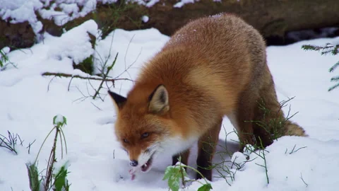 The Red fox vulpes vulpes in winter. Fox hunts in winter. The fox eats the prey. Video stock 240478905