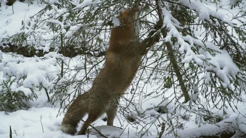 The Red fox vulpes vulpes in winter. Winter forest. Fox hunts in winter. Stock Footage 253023122