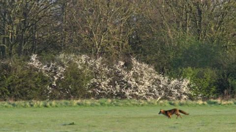 Red fox Vulpes vulpes1 running accross meadow Stock Footage