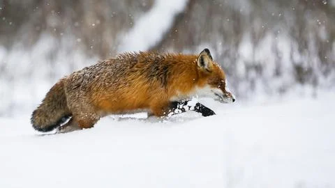 Red fox wading in deep snow in winter during snowing Stock Photos