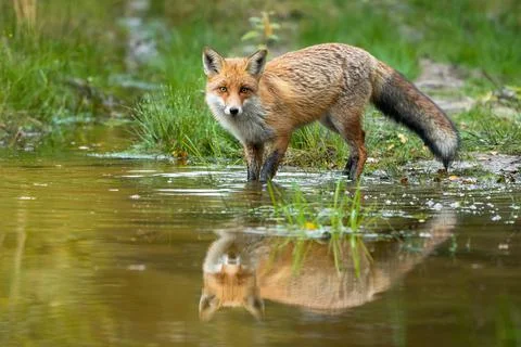 Red fox wading in water with reflection in summer nature Stock Photos