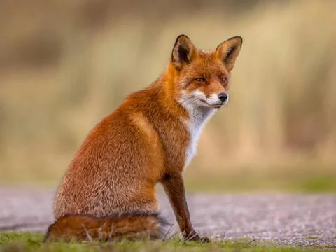 Red fox waiting Stock Photos