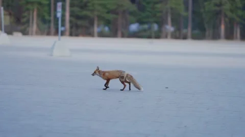Red fox walking across a deserted parking lot near a forest edge showing Stock-Footage 332236438