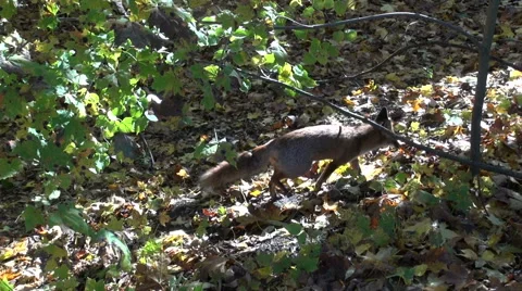 Red Fox walking in the autumn forest Stock Footage 58583146