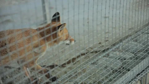 Red Fox Walking Behind Wire Mesh in a Zoo Enclosure Stock-Footage 348789731