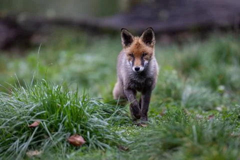A red fox walking in the forest Stock Photos