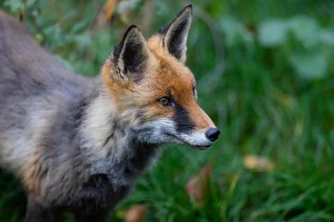 A red fox walking in the forest Stock Photos