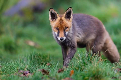 A red fox walking in the forest Stock Photos