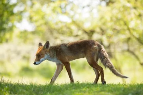 Red fox, walking in grass Stock Photos