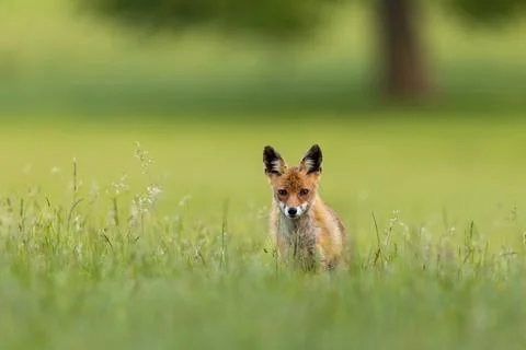 Red fox walking in long grass in summer with copy space Stock Photos