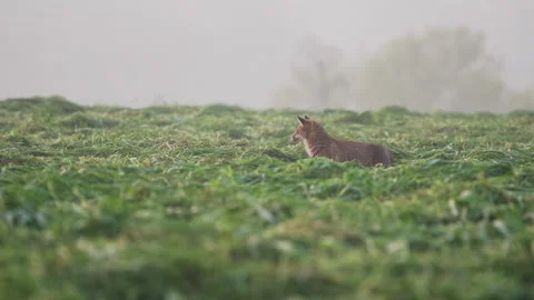 Red Fox walking in mown field during morning, mist, 4K Stock Footage 319909554
