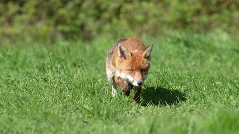 Red fox walking in slow motion in grassland in UK 動画素材 239020835