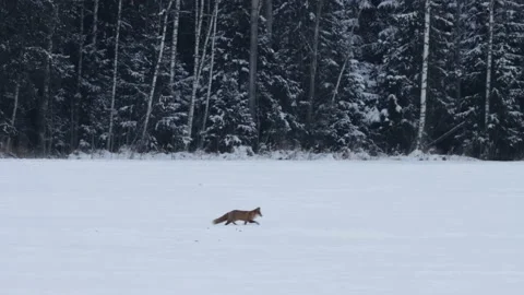 Red fox walking on a snowy field Stock Footage 150257223