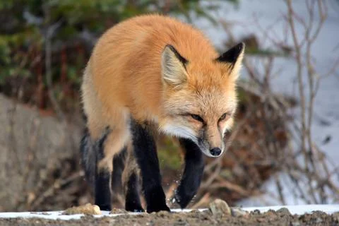 Red Fox Walking Through Snow Stock Photos