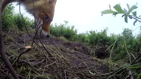 Red fox walking in tundra Stock-Footage 42126153