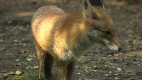 Red Fox Walks in the Forest Looking for Food Stock Footage 268725244