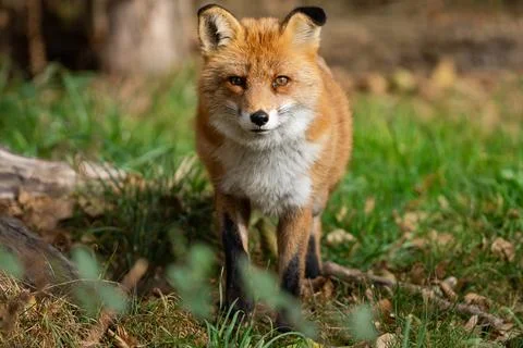 A red fox walks in the forest Stock Photos