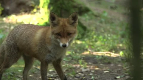 Red Fox Walks Through the Forest and Smells the Ground in the Closeup Stock Footage 268725223
