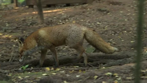 Red Fox Walks Through the Forest and Smells the Ground Stock Footage 268725228