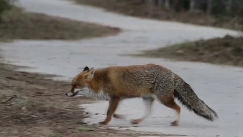 Red fox walks in the woods Stock-Footage 71643209