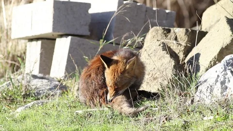Red fox walks in the woods Stock Footage 71645063