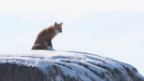 Red fox in the wild Stockbeeldmateriaal 150980728