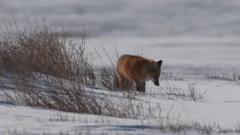Red fox in the wild Stock Footage 150980740