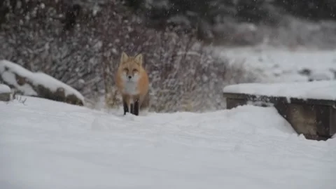 Red fox in the wild Stock Footage 150980741