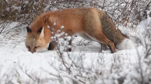 Red fox in the wild Stock Footage 150980751