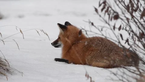 Red fox in the wild Stock Footage 150980757