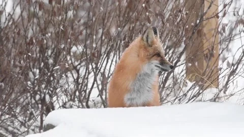 Red fox in the wild Stock Footage 150980767