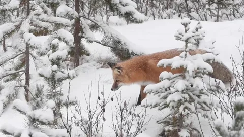 Red fox in the wild Stock Footage 150980773