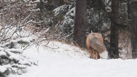 Red fox in the wild Stock Footage 150980776